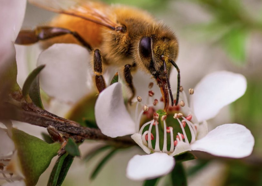 NZ Manuka Honey is an effective healer